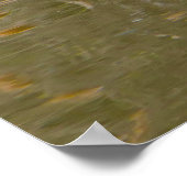 Poster Canada Goose (Coin)