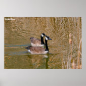 Poster Canada Goose (Devant)
