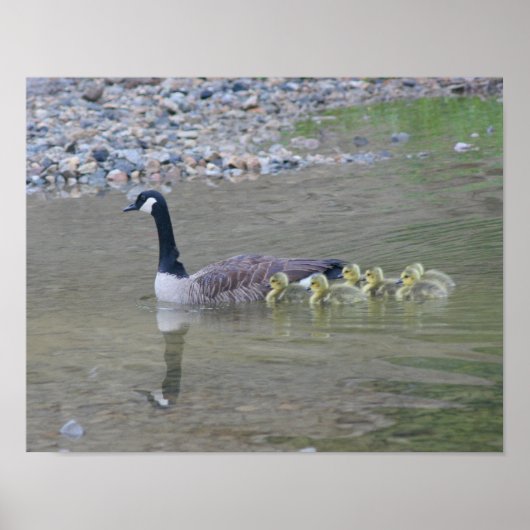 Poster Canada Goose Baby Avec Maman Animal (Devant)