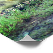 Poster Canada Goose Baby Faune (Coin)