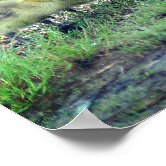 Poster Canada Goose Baby Faune (Coin)