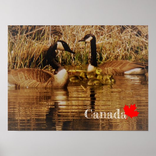 Poster Canada Goose Famille Bébés mignons Goslings Oies (Devant)