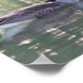 Poster Canada Goose Family 3 Faune (Coin)