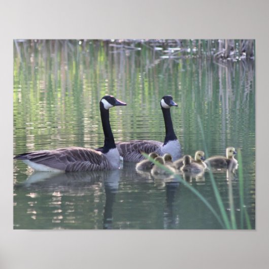 Poster Canada Goose Family 3 Faune (Devant)