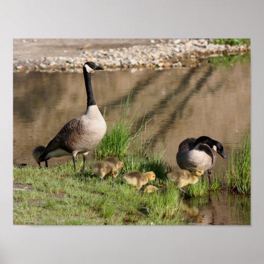 Poster Canada Goose Family Wildlife (Devant)