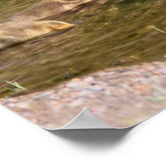 Poster Canada Goose Gosling Baby Faune (Coin)