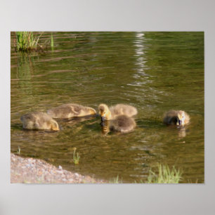Poster Canada Goose Gosling Baby Faune