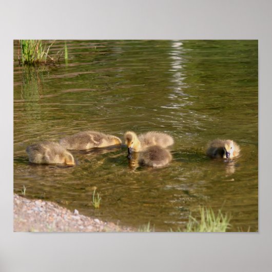 Poster Canada Goose Gosling Baby Faune (Devant)