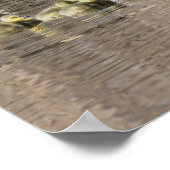 Poster Canada Goose Mom Gosling Baby Faune (Coin)