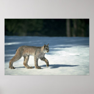 Poster Canada lynx sur neige