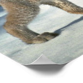 Poster Canada lynx sur neige (Coin)