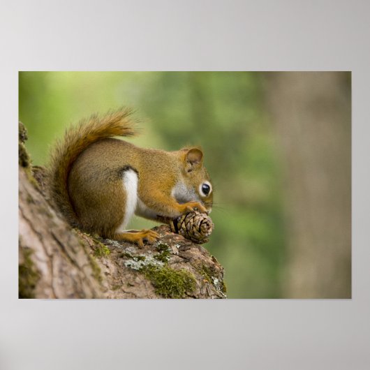 Poster Canada, Nouvelle-Écosse, Halifax. Jardins publics, (Devant)