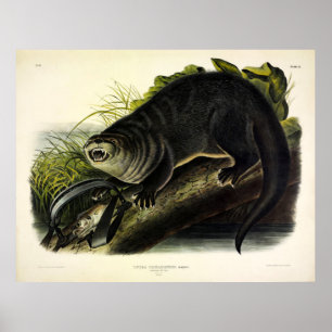 Poster Canada Otter (River Otter) - Quadrupeds d'Audubon