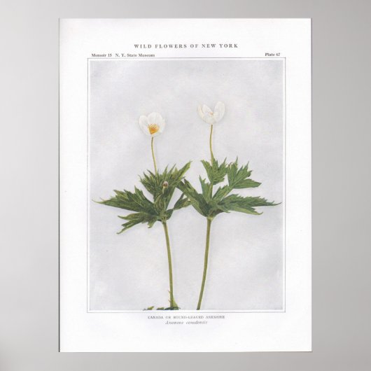 Poster Canada ou anémone à feuilles rondes (Devant)