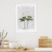 Poster Canada ou anémone à feuilles rondes (Cuisine)