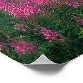 Poster Canada, Québec, Gaspé. Fleurs de Lythrum pourpre, (Coin)