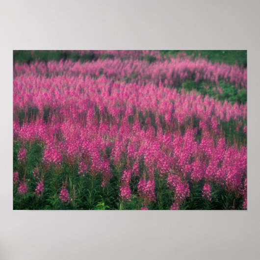 Poster Canada, Québec, Gaspé. Fleurs de Lythrum pourpre, (Devant)