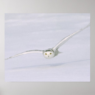 Poster Canada, Québec. Harfang des neiges vole bas au-des