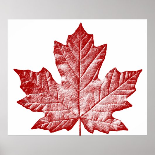 Poster Canada Souvenir Feuille d'érable du Canada  (Devant)