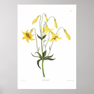 Poster Canadense de Lilium