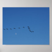 Poster Canadian geese   (Devant)