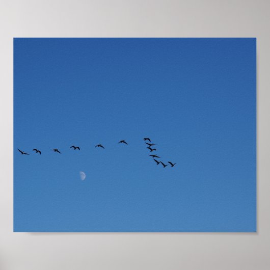 Poster Canadian geese (Devant)