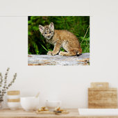 Poster Canadian Lynx Kitten (Cuisine)