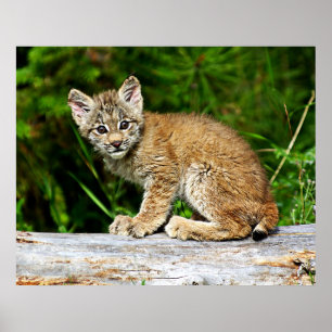 Poster Canadian Lynx Kitten