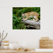 Poster Canadian Lynx Kitten on the Hunt (Cuisine)