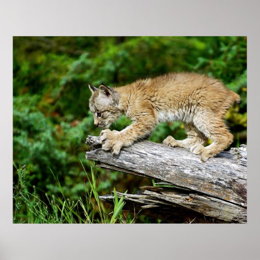 Poster Canadian Lynx Kitten on the Hunt (Devant)