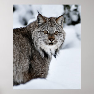 Poster Canadien Lynx dans la neige