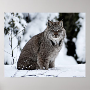 Poster Canadien Lynx dans la neige