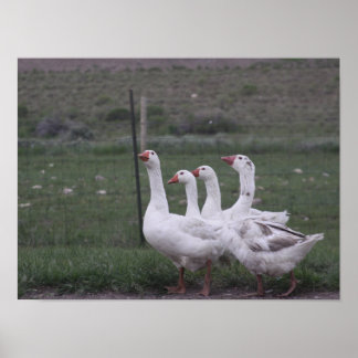 Poster Canard