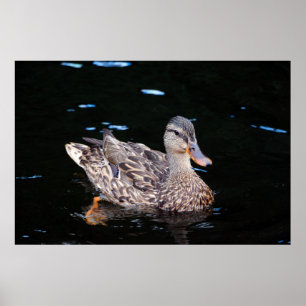 Poster Canard