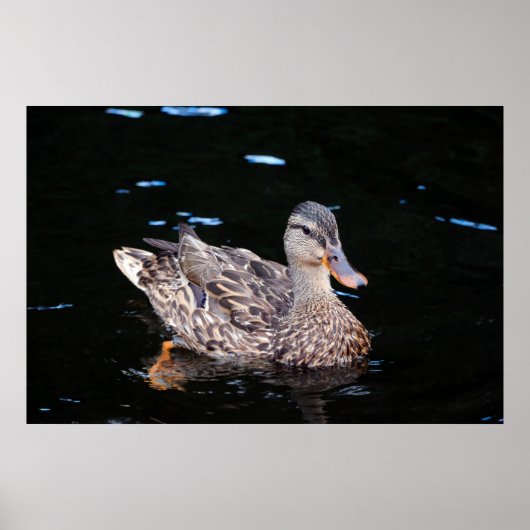 Poster Canard (Devant)