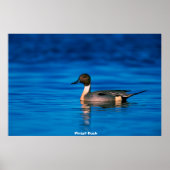 Poster Canard (Devant)