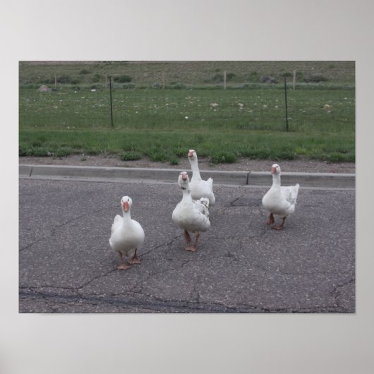 Poster Canard (Devant)