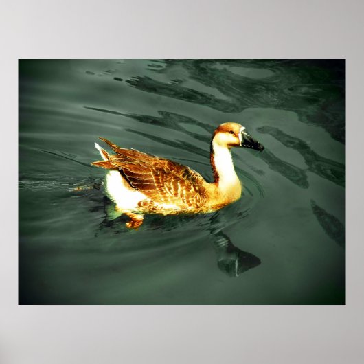 Poster Canard (Devant)