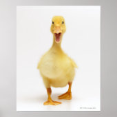 Poster Canard (Devant)