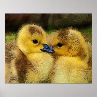 Poster Canard