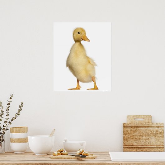 Poster Canard (1 semaine) (Cuisine)