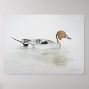 Poster Canard 2011 de canard pilet