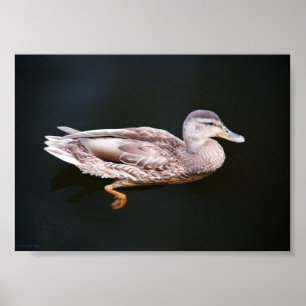 Poster Canard 907b
