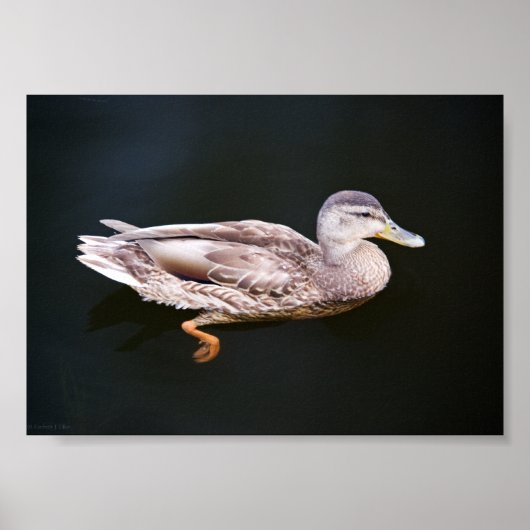 Poster Canard 907b (Devant)