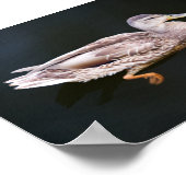Poster Canard 907b (Coin)