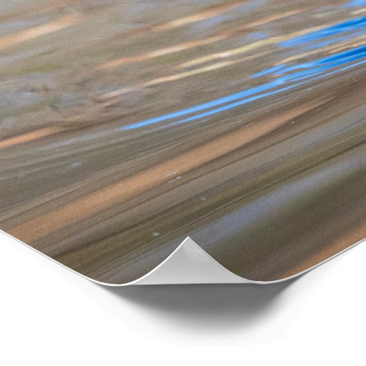 Poster Canard à bois dans un étang (Coin)