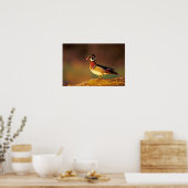 Poster Canard à bois mâle, Illinois (Cuisine)