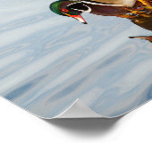 Poster Canard à bois sur le rivage (Coin)
