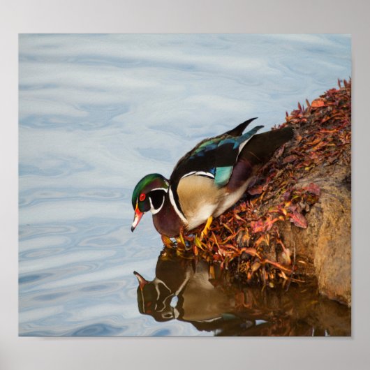 Poster Canard à bois sur le rivage (Devant)