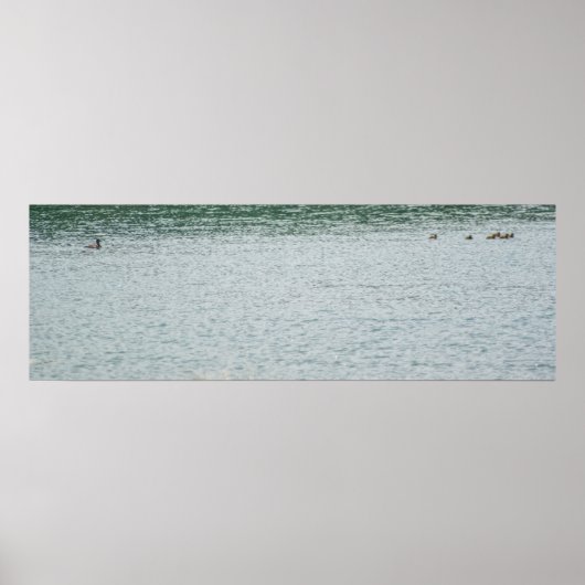 Poster Canard à col rond (Devant)